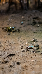 Crab in Japan Enoshima Aquarium with blue background