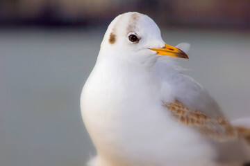 Seagull bird or seabird standing feet on the thames river bank in London, Close up view of white gray bird seagull