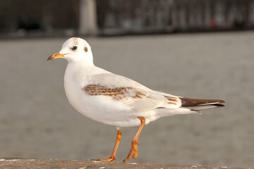 Seagull bird or seabird standing feet on the thames river bank in London, Close up view of white gray bird seagull