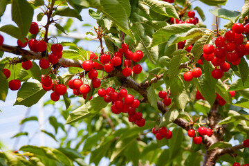 日の光を浴びて真っ赤に輝くさくらんぼ