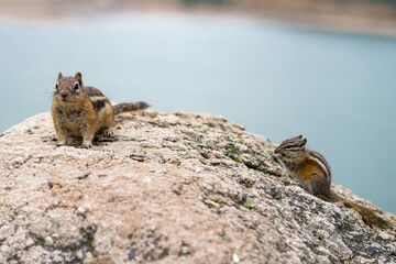 chipmunks on the rock