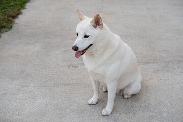 Sitting Japanese Dog