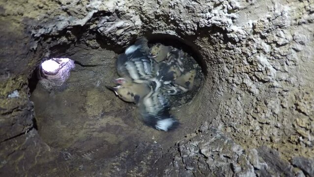 Hoopoe (Upupa epops) cares for its begging almost fledged young, interior view of a breeding den, Middle Elbe Biosphere Reserve, Saxony-Anhalt
