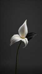 Fototapeta premium white calla lily
