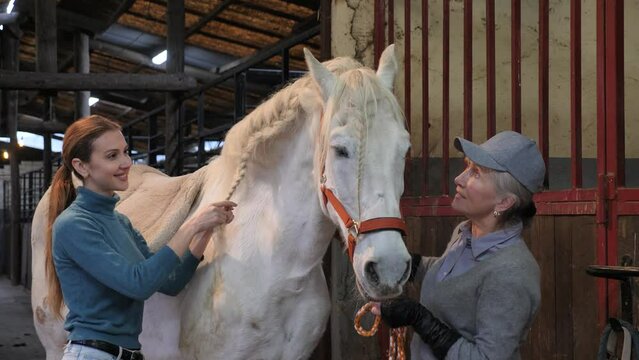 Women weaving braids on the mane of a white horse in the stable. High quality 4k footage