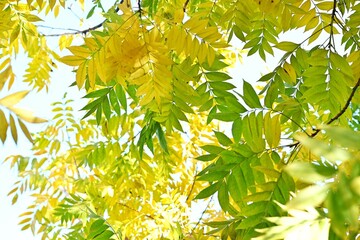 Chinese pistache ( Pistacia chinensis ) Autumn leaves. Anacardiaceae dioecious deciduous tree. It is considered a sacred tree of learning because it is planted in the temple of Confucius in China.