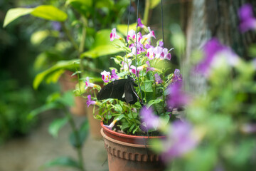 Beautiful garden with butterfly and Torenia flowers and greens. Nature concept.