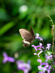 Brown butterfly suckles on Mona Lavender flower in a garden. Close up view. Copy space.
