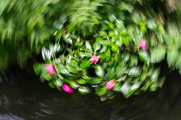 Floral abstract as nature background. ICM intentional camera movement effect. Copy space.