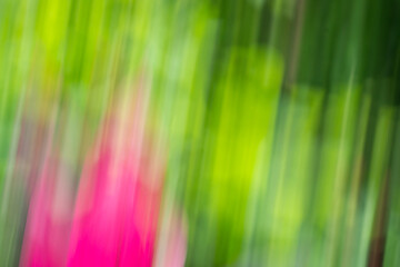Green and pink leaf plant in abstract form. Motion blur, producing dreamy and painterly effect.