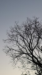 Árvore no Horto de Juazeiro do Norte 