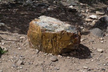 Petrified Wood in Utah