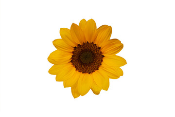 Close-up view of sunflowers in full bloom isolated on transparent background png file.