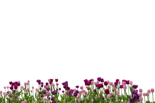 Close-up of several pink and purple tulips isolated on transparent background png file.