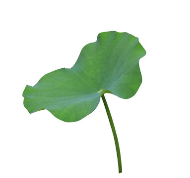 Lotus leaf or Lily pad. Close up lotus leaf on stalk isolated on transparent background