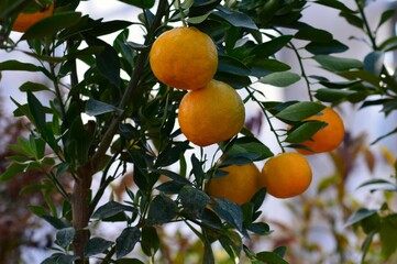 ポンカン（椪柑、凸柑）