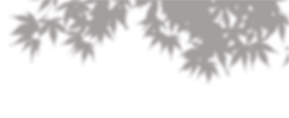 Tree branches with foliage shadow overlay, top of frame isolated cutout on transparent