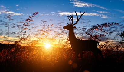 Silhouette of deer with antler in meadow field against sky sunrise background. Wildlife conservation concept