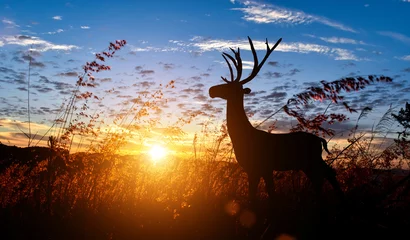 Store enrouleur tamisant sans perçage Prairie, marais Silhouette of deer with antler in meadow field against sky sunrise background. Wildlife conservation concept