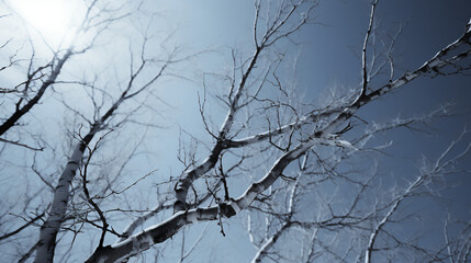 Winter - Trees - snow and ice. - extreme low angle shot - blue skies