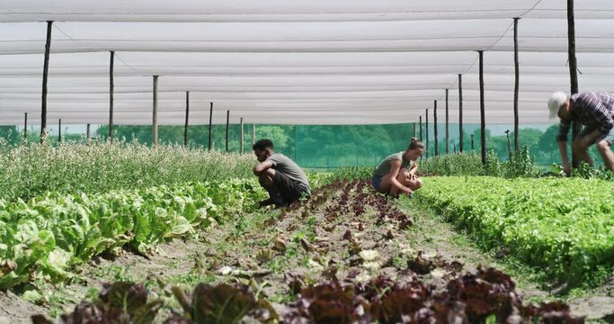Farmer, teamwork and greenhouse plant harvest for agriculture growth, sustainable food or vegetable product. People, lettuce and soil field for gardening job for development, organic for nutrition