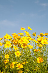 field of yellow flowers