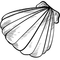 shell handdrawn illustration