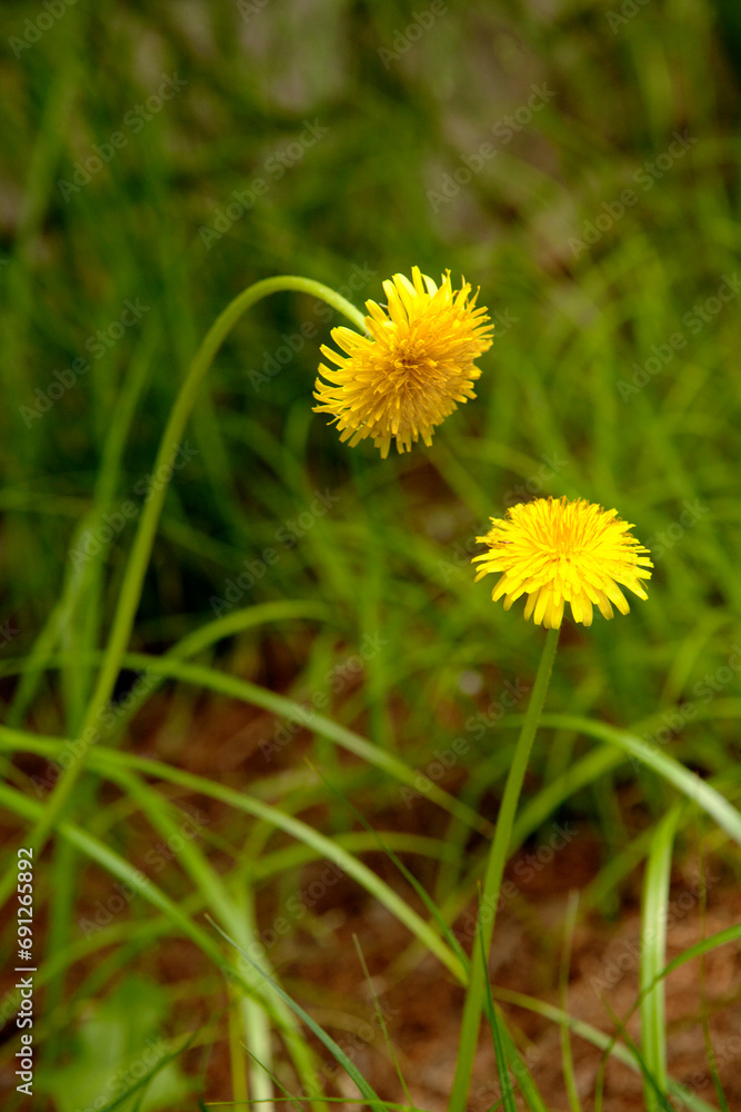 Canvas Prints dandelion in the grass