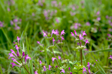 self-heal flowers