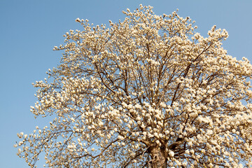 magnolia blossoms in April