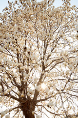 magnolia blossoms in April