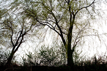 willow of April