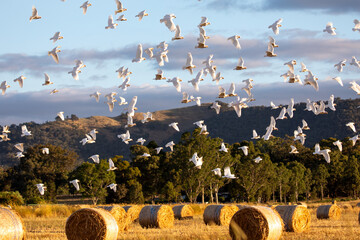 A flock of corella and cockatoos in flight against a cloudy sky.	