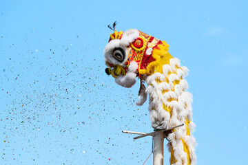 Chinese lion show on top high bamboo in the Chinese New Year festival on blue sky background.Chinese lion costume used during Chinese New Year celebration in China town.