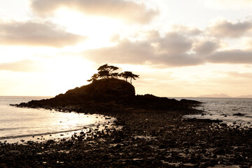 an island of pine trees