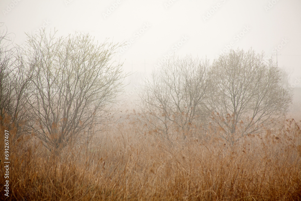 Sticker willow trees in the mist