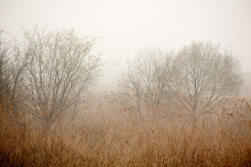 Obraz na płótnie Canvas willow trees in the mist