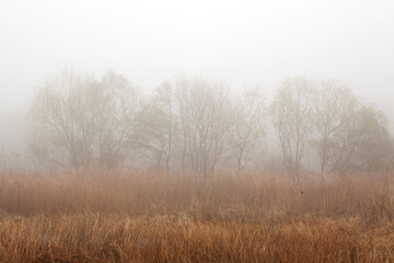 willow trees in the mist - obrazy, fototapety, plakaty