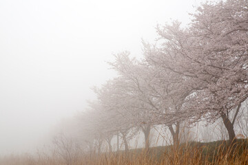 Cherry Blossoms in the fog