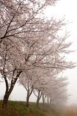 Cherry Blossoms in the fog