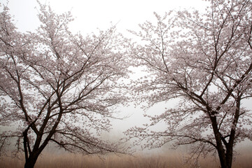 Cherry Blossoms in the fog