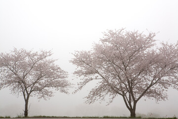 Cherry Blossoms in the fog
