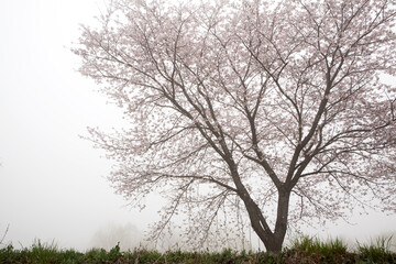 Cherry Blossoms in the fog