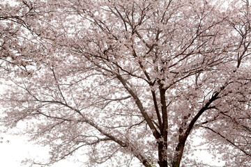 Cherry Blossoms in the fog