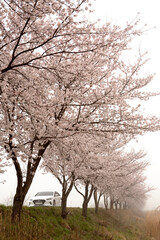 Cherry Blossoms in the fog