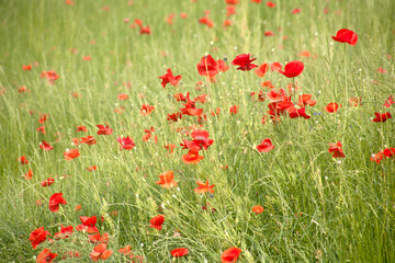 field of red poppies