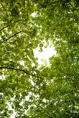 fresh leaves in May