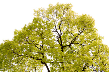 fresh leaves in May
