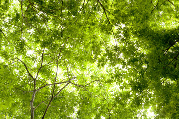 fresh leaves in May