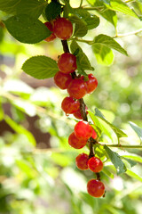 red cherries